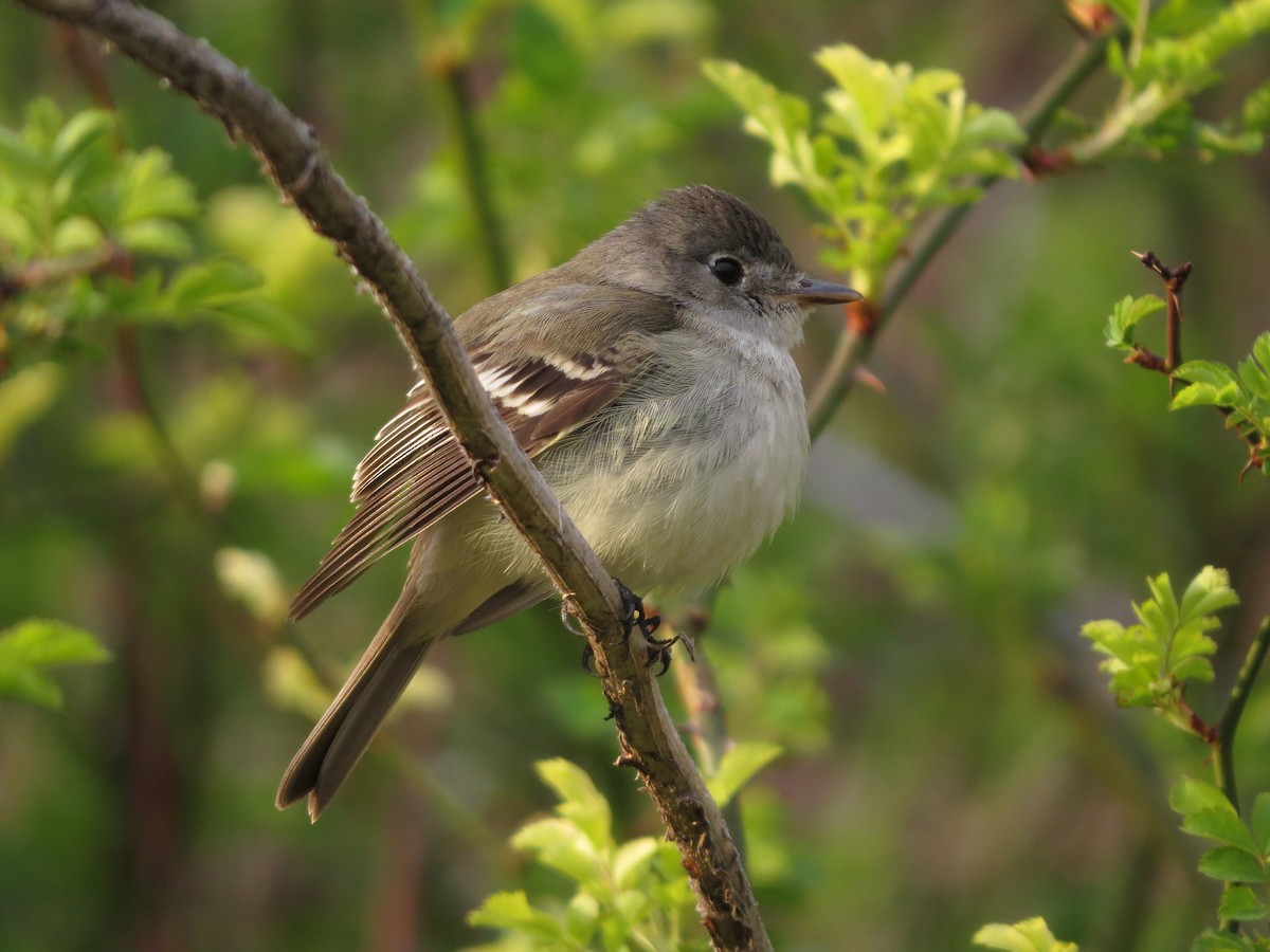 חטפית Empidonax בלתי-מזוהה - ML453440291