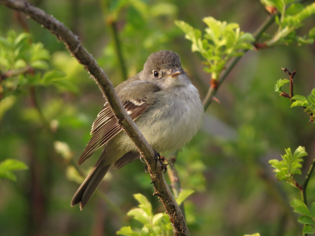 Empidonax sp. - Jacob Raber