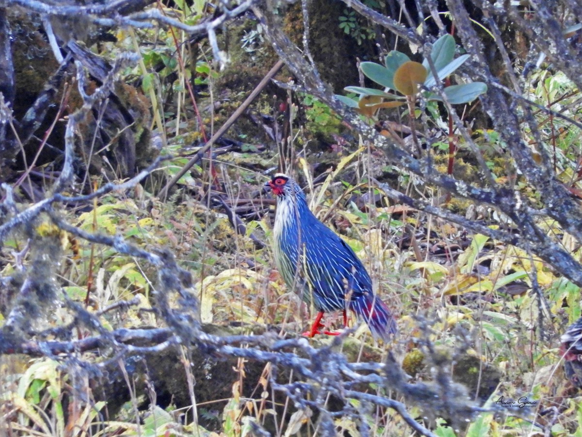 Blood Pheasant - ML453440851