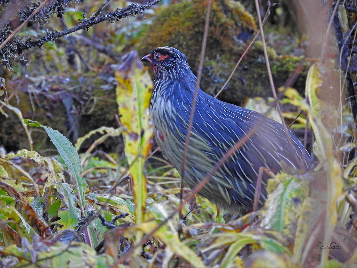Blood Pheasant - ML453441081