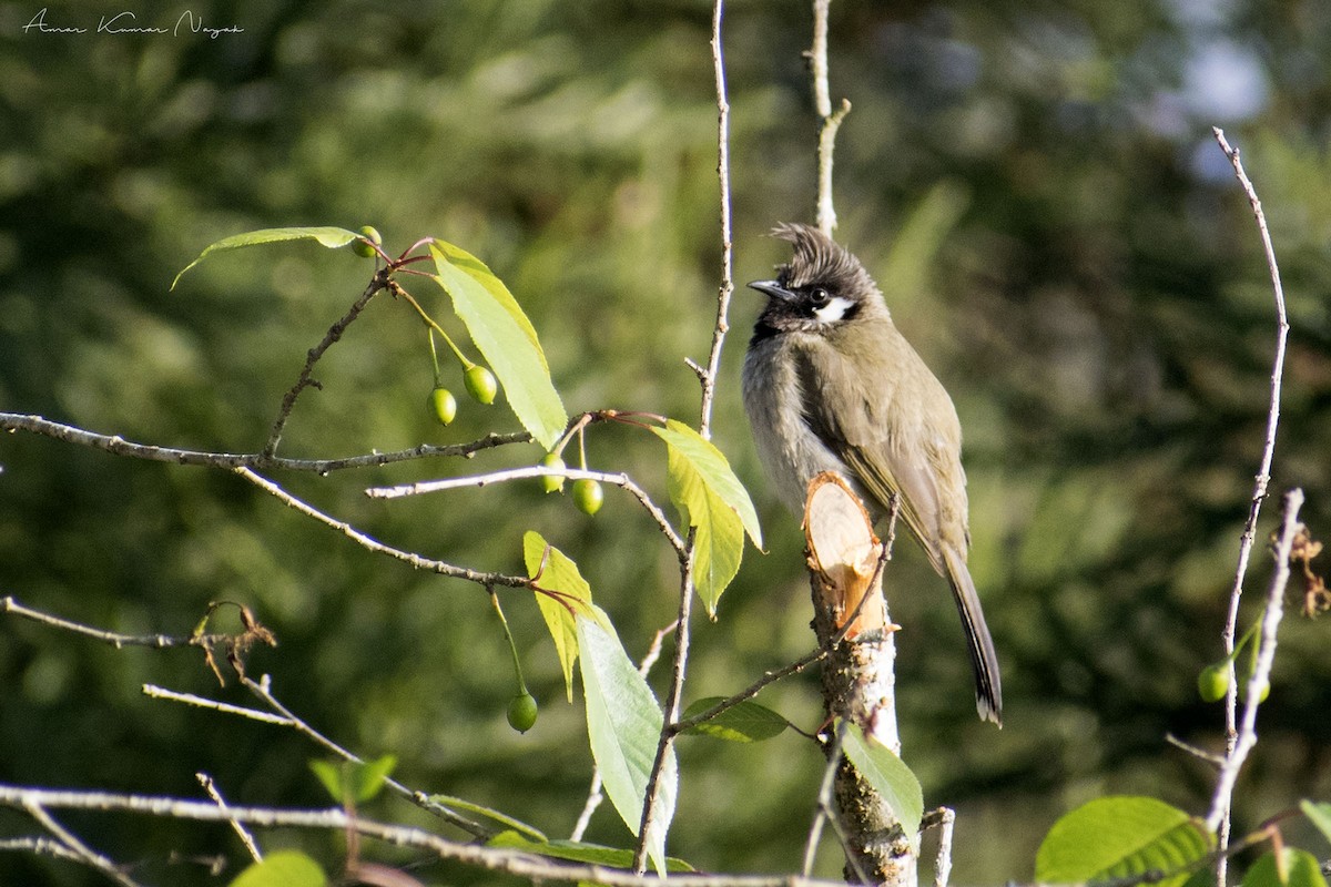 Bulbul à joues blanches - ML453441921