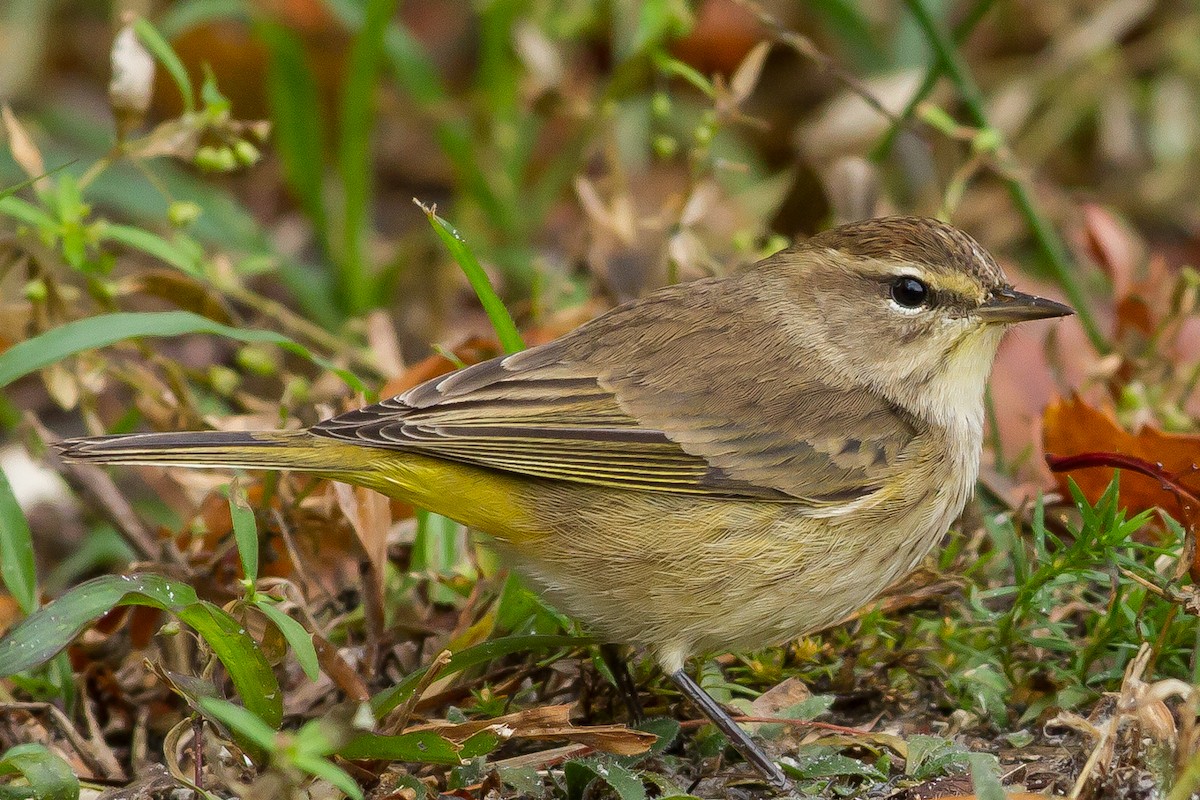 Palm Warbler - ML45344211