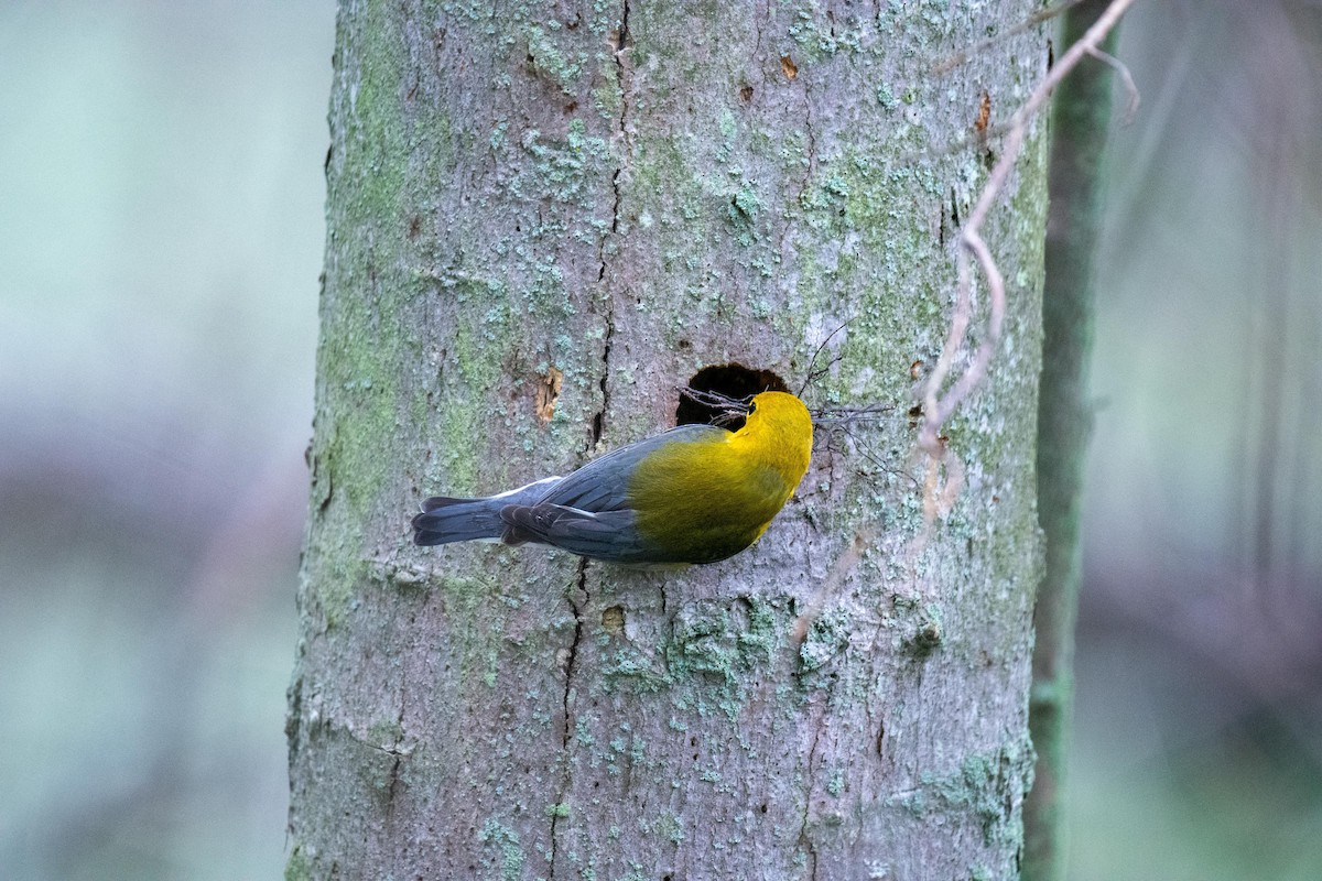 Prothonotary Warbler - Michael mallette