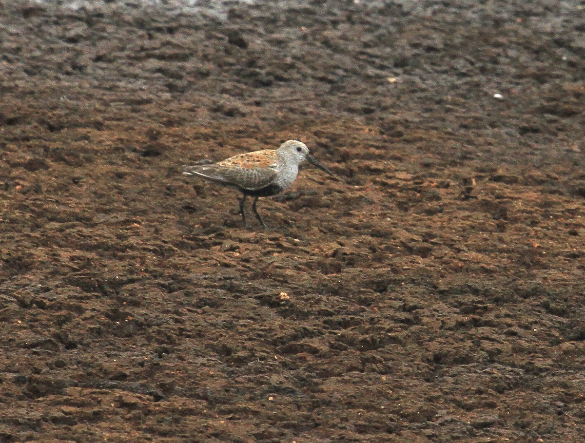 Dunlin - Esme Rosen