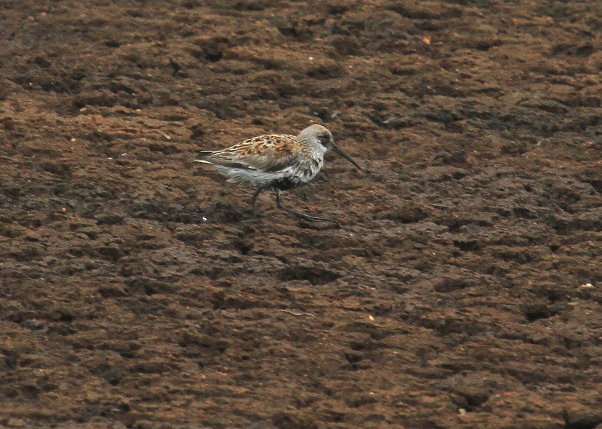 Dunlin - Esme Rosen