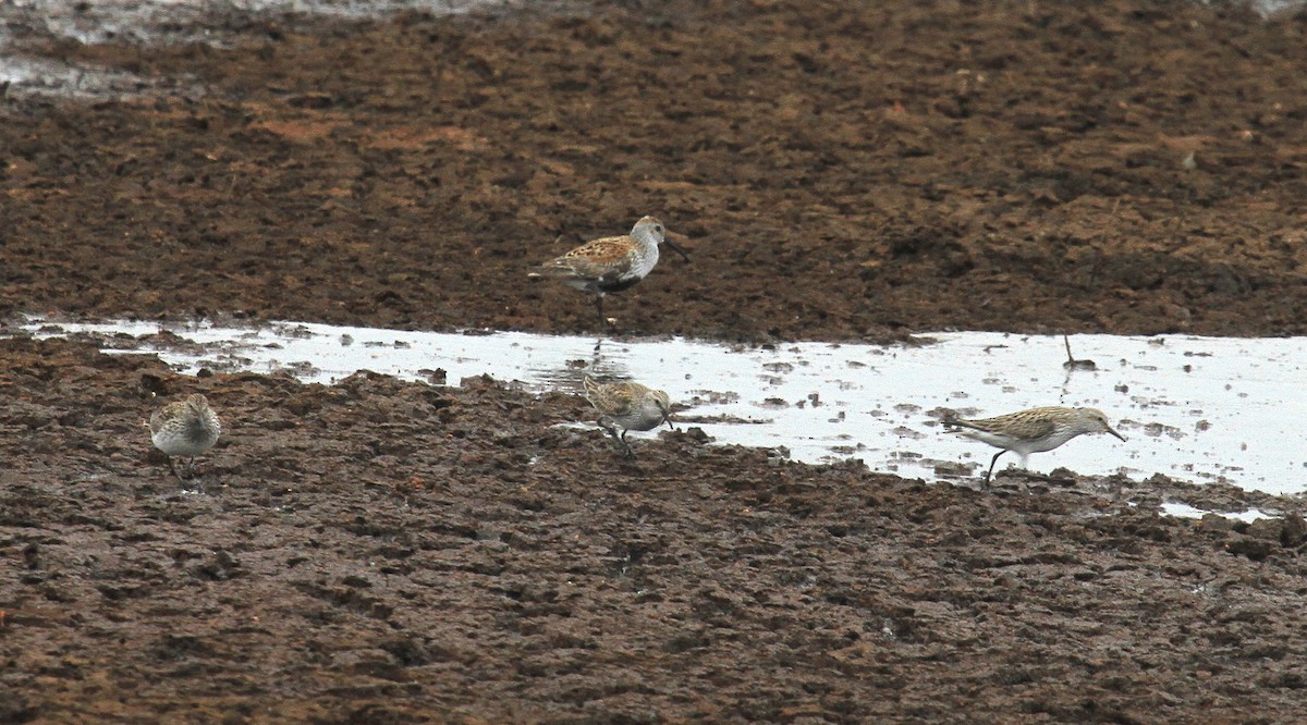 White-rumped Sandpiper - ML453442851