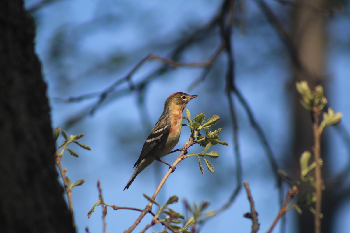 Bay-breasted Warbler - ML453443171