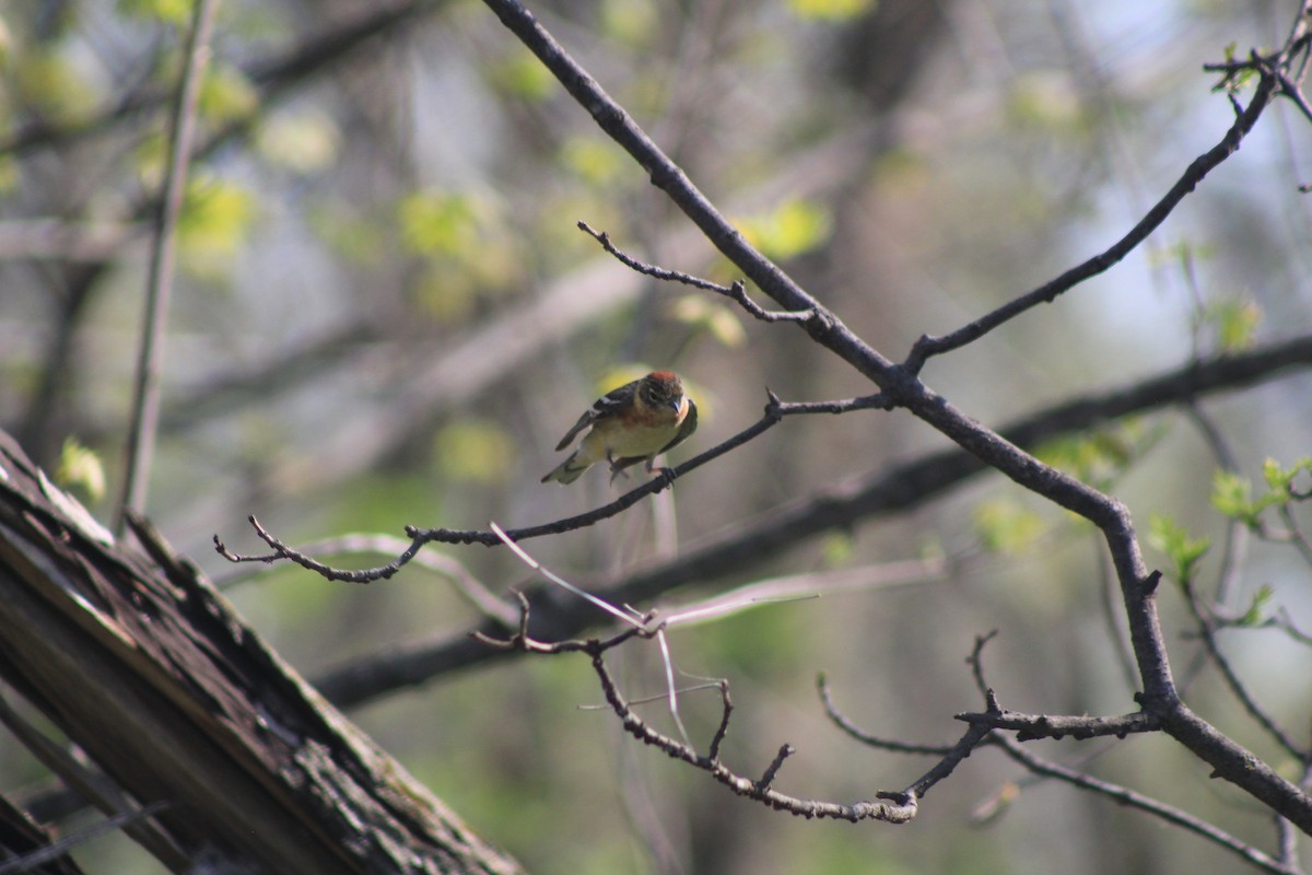 Bay-breasted Warbler - ML453443191