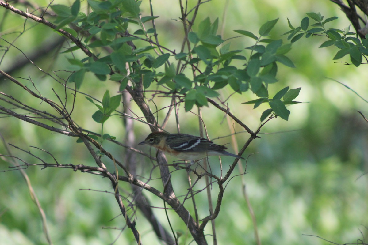 Bay-breasted Warbler - ML453443261