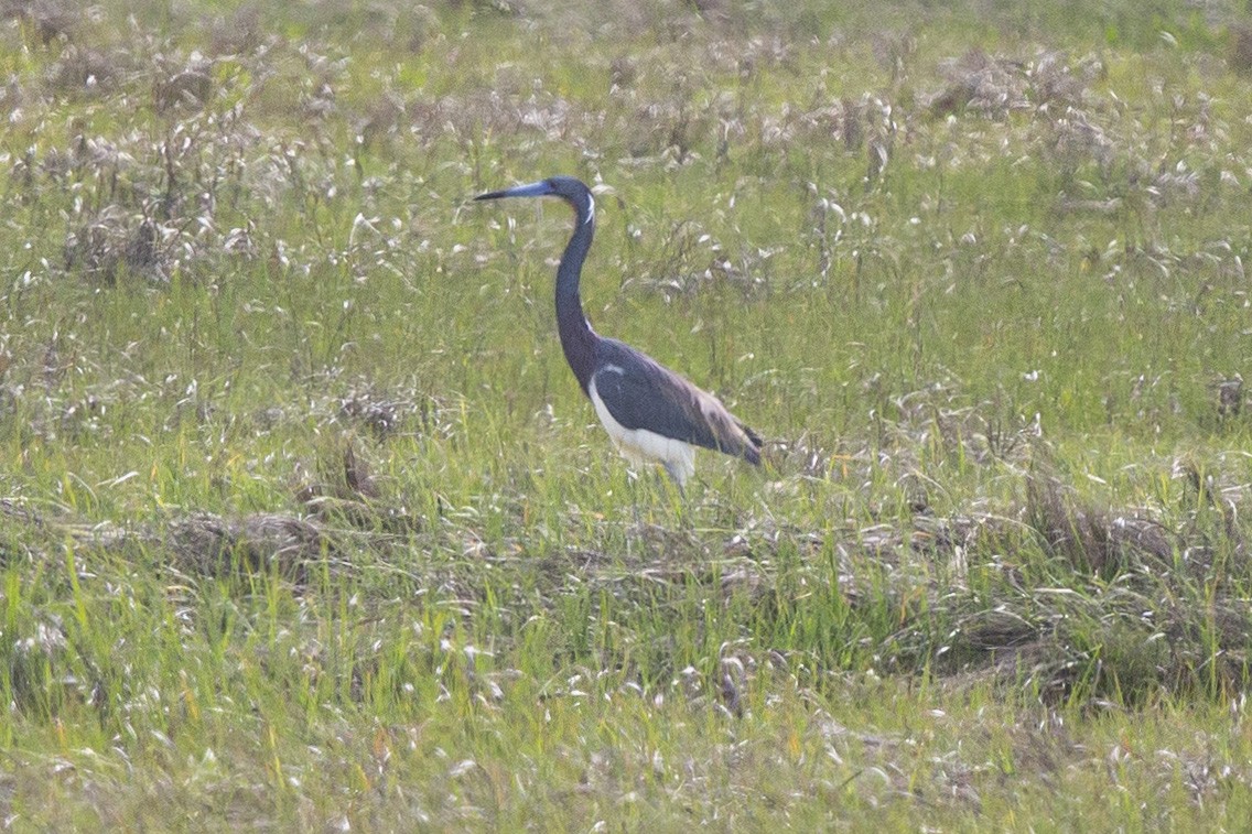 Tricolored Heron - ML453443501