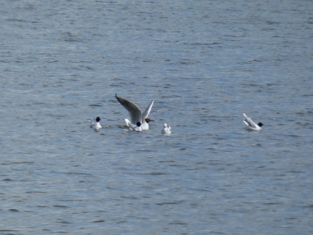 Little Gull - ML453444181