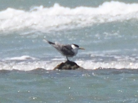 Great Crested Tern - ML453445481