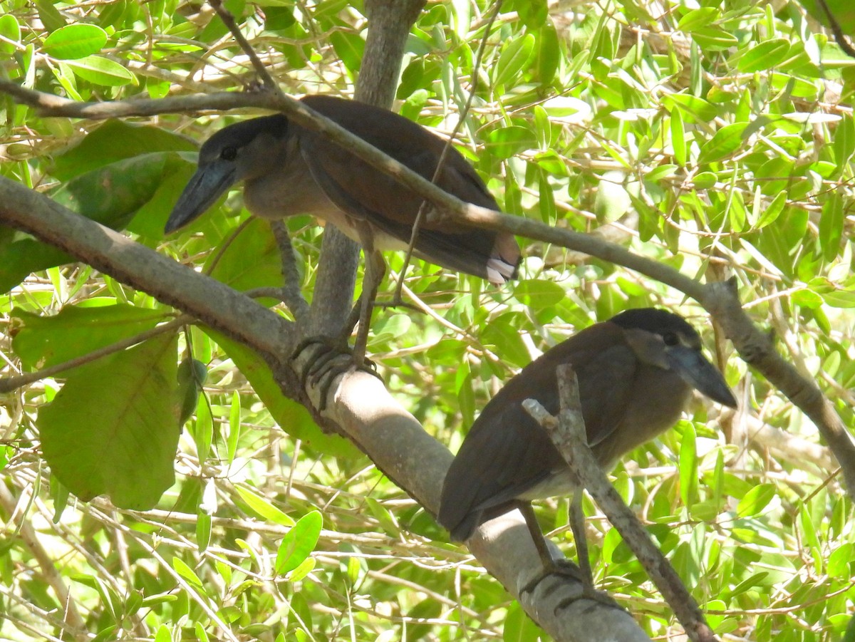 Boat-billed Heron - ML453447311