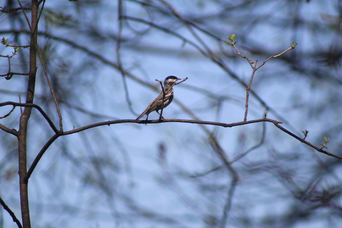Streifenwaldsänger - ML453447741