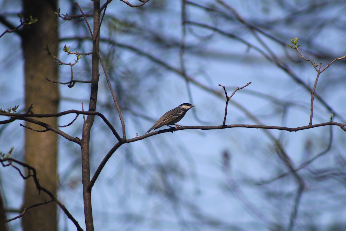 Streifenwaldsänger - ML453447761