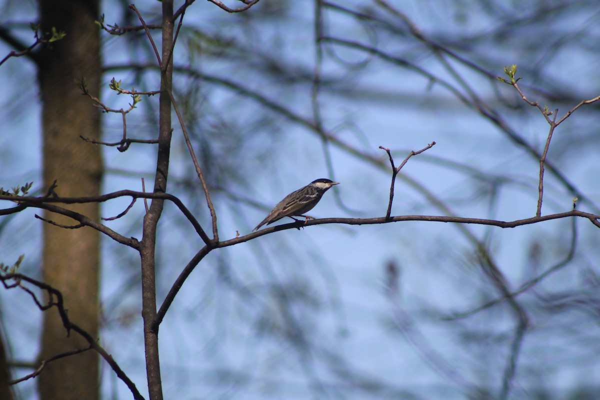 Blackpoll Warbler - ML453447761