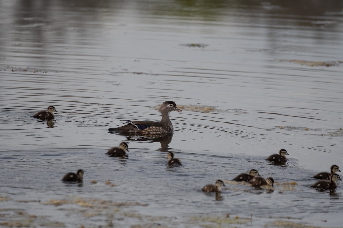 Wood Duck - ML453448711