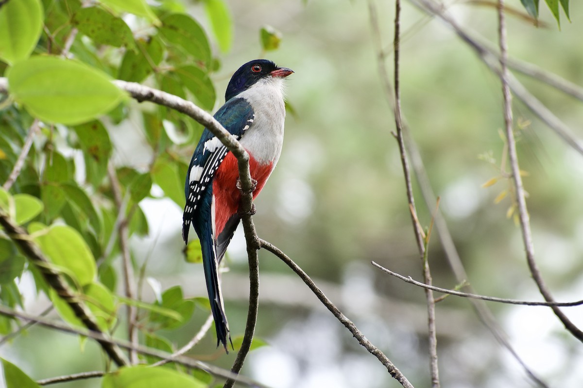 Cuban Trogon - Roberto Jovel