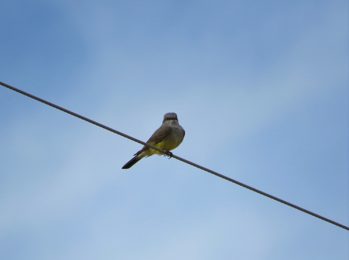 Western Kingbird - Al Zerbe