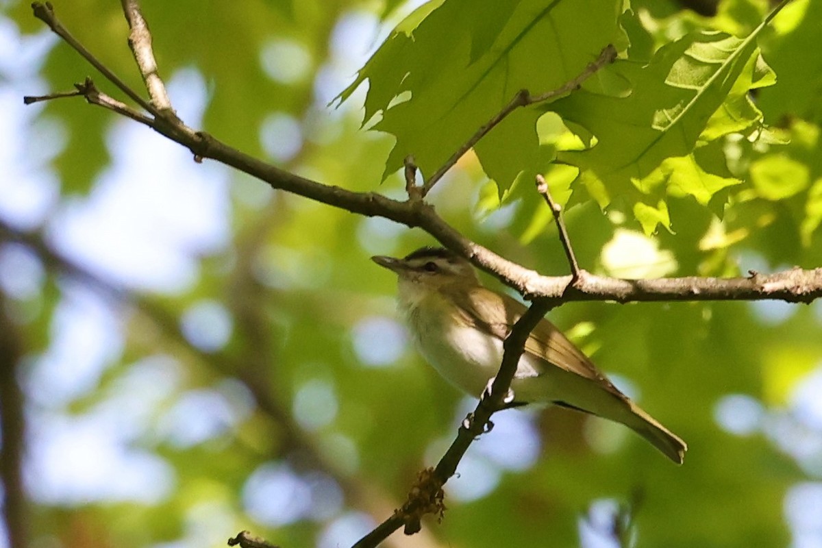 Red-eyed Vireo - ML453449951