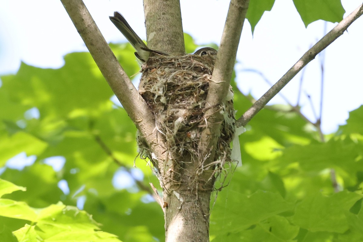Empidonax sp. - ML453450501