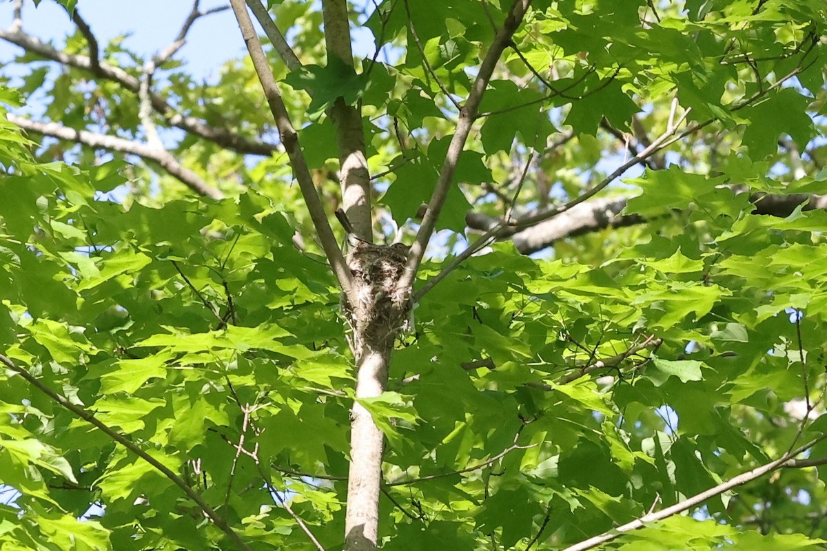 Empidonax sp. - ML453450641