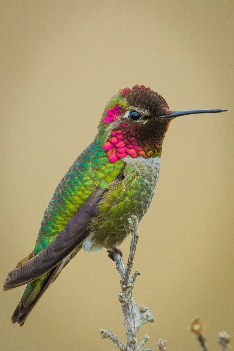 Anna's Hummingbird - Kyle Blaney