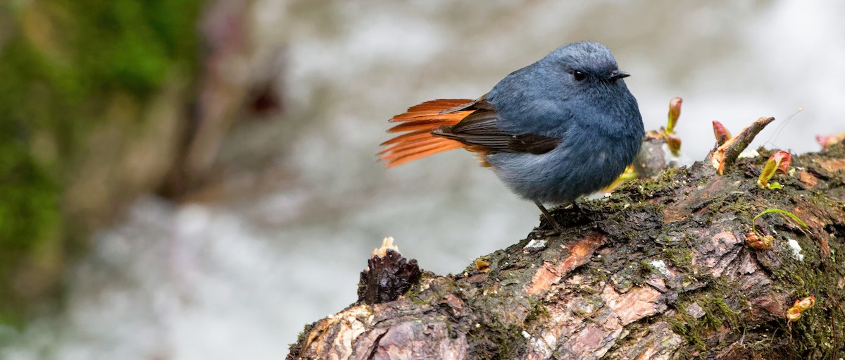 Plumbeous Redstart - Xingyu Li