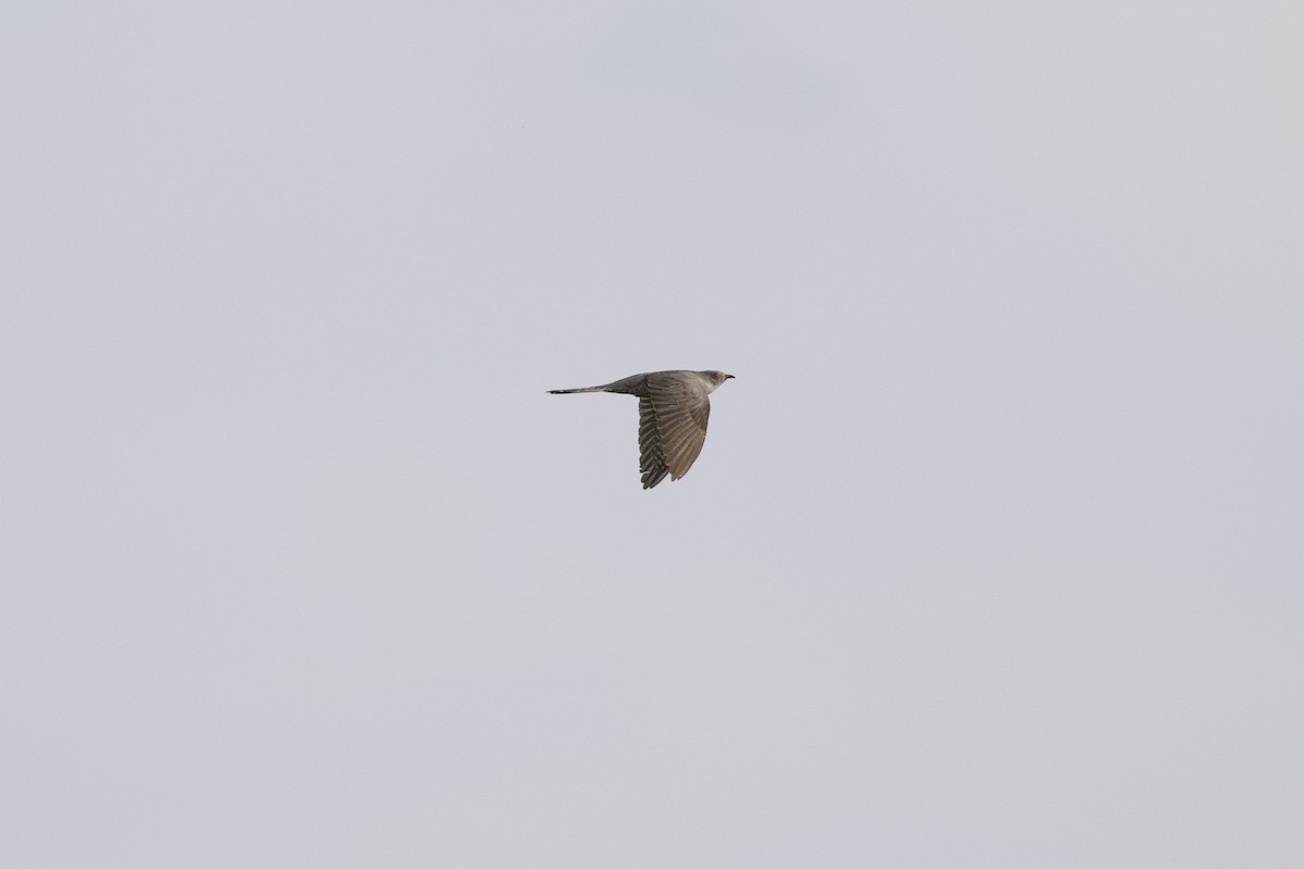 Common Cuckoo - ML453452351