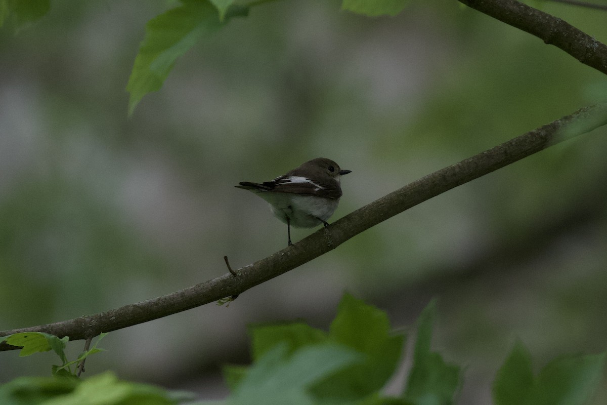 European Pied Flycatcher - ML453452931