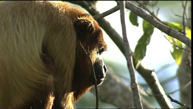 red howler monkey - ML453453