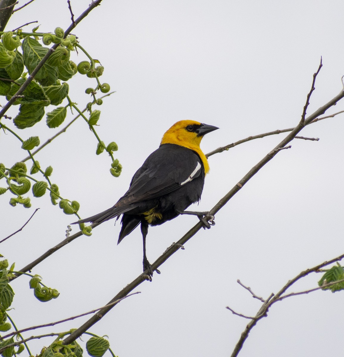Yellow-headed Blackbird - John E