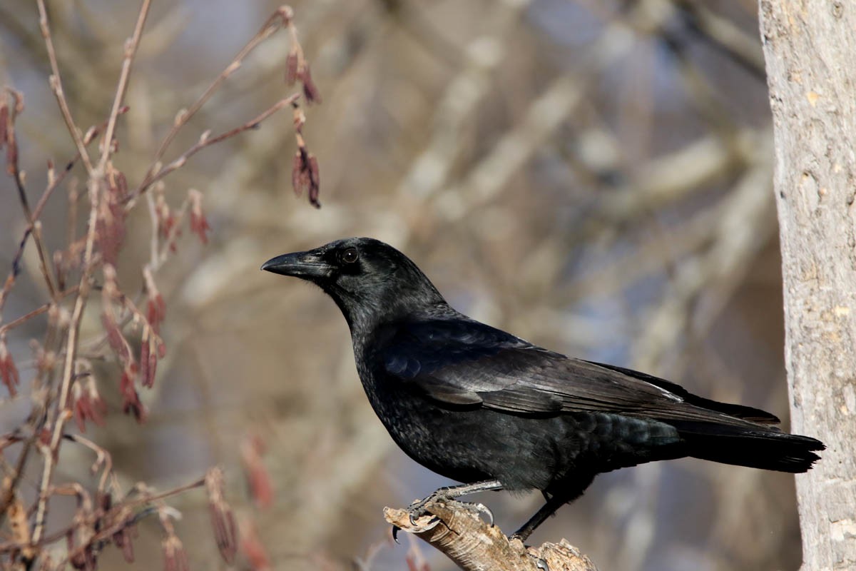 American Crow - ML45345511