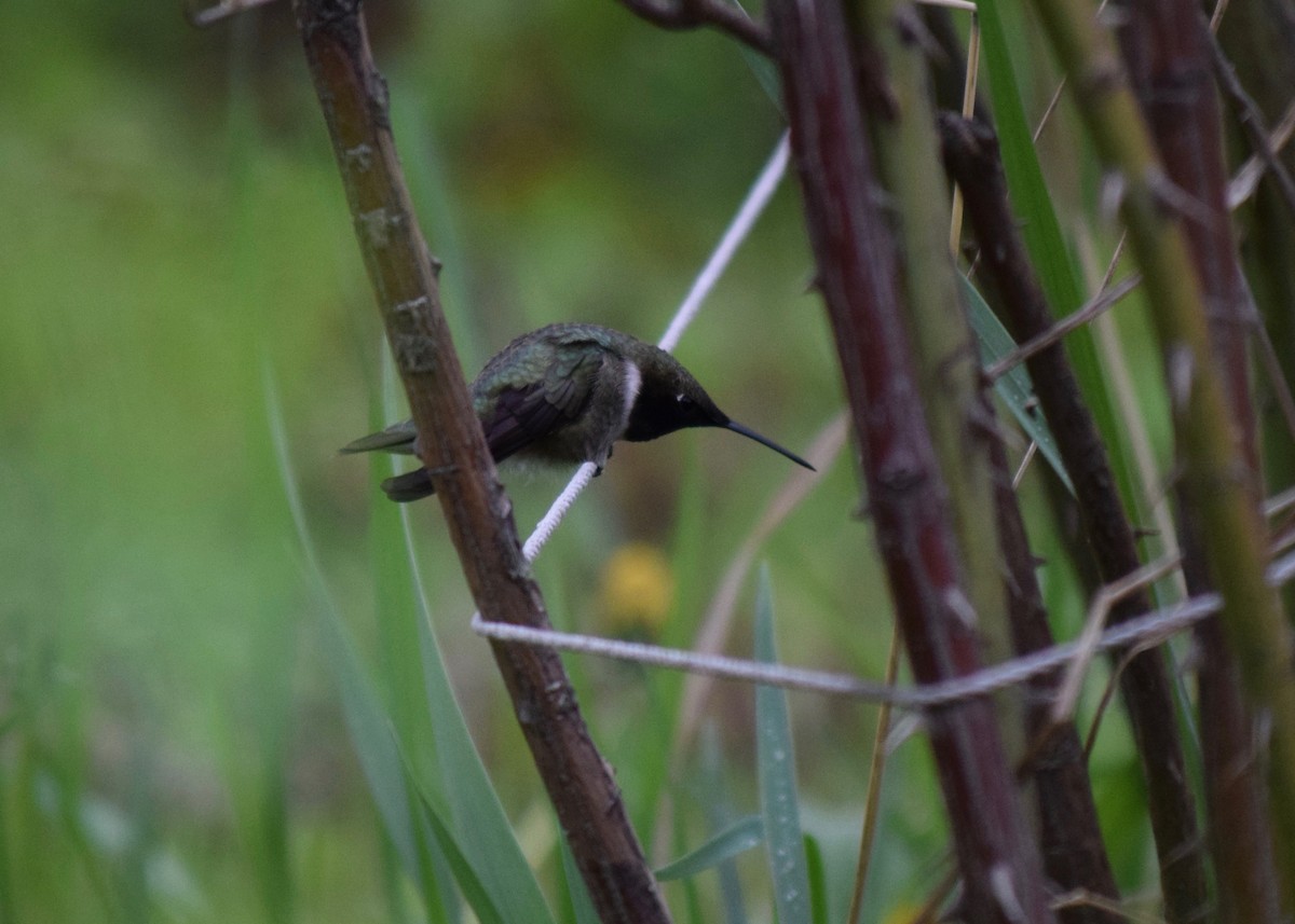 Black-chinned Hummingbird - ML453455551