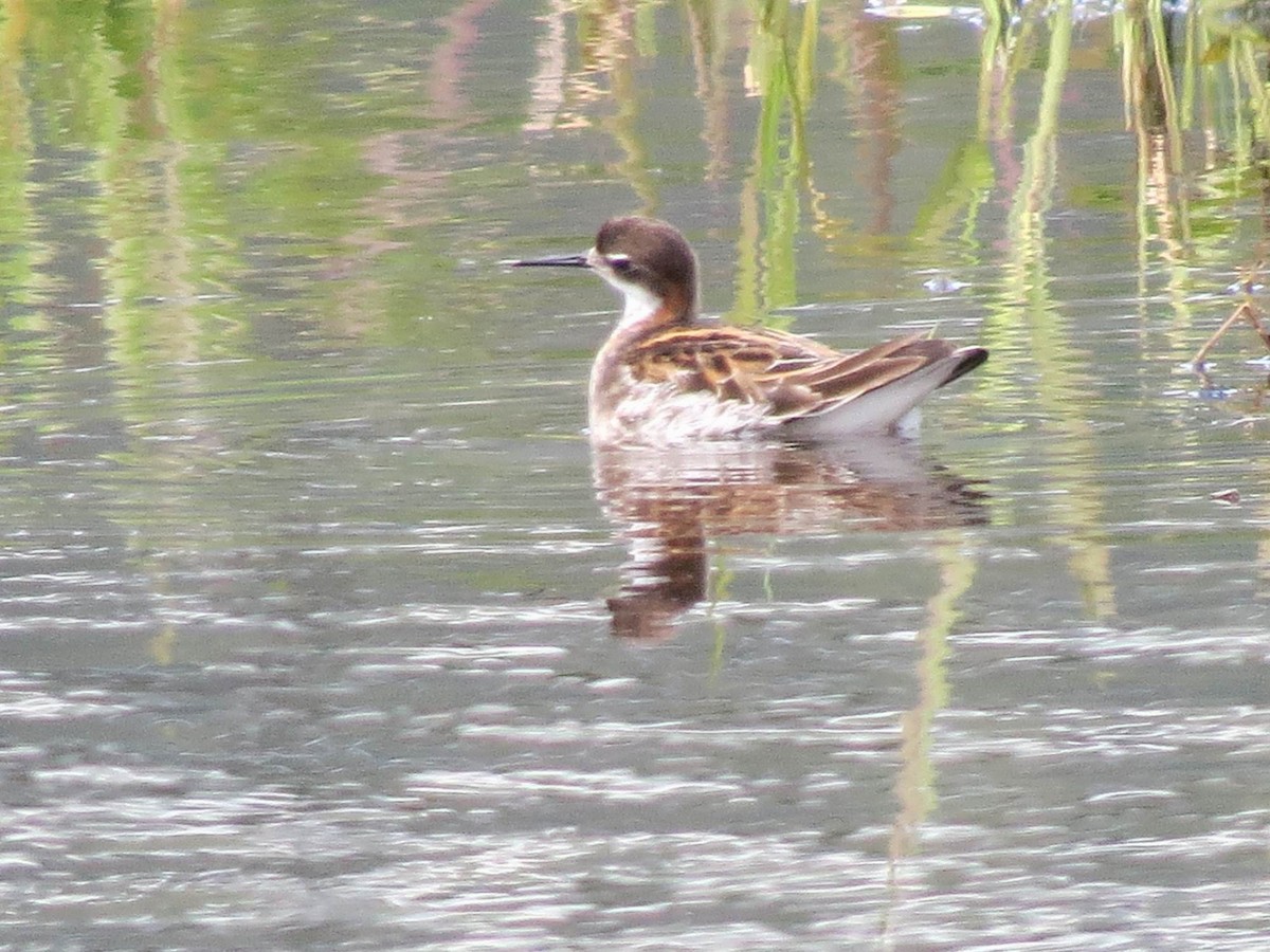 Phalarope à bec étroit - ML453455711