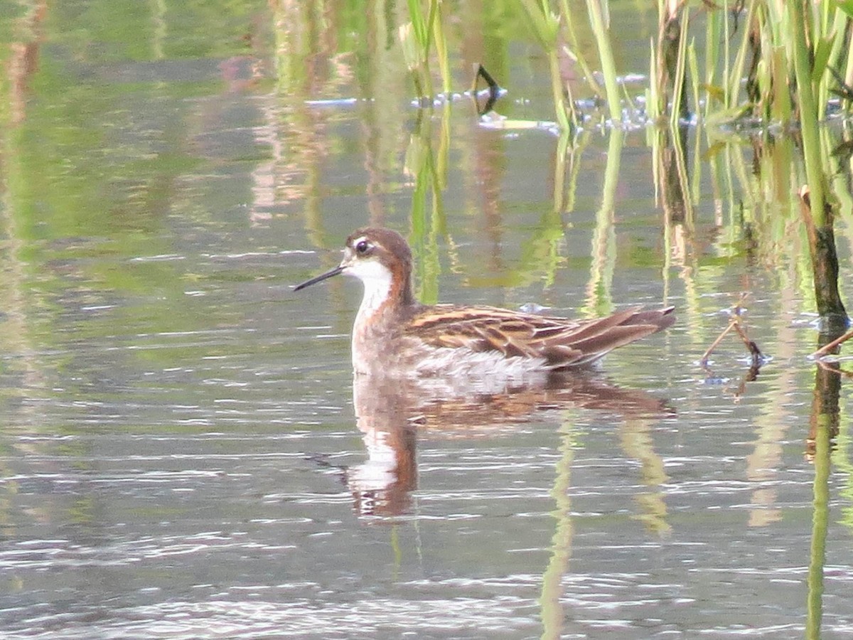 Phalarope à bec étroit - ML453455721