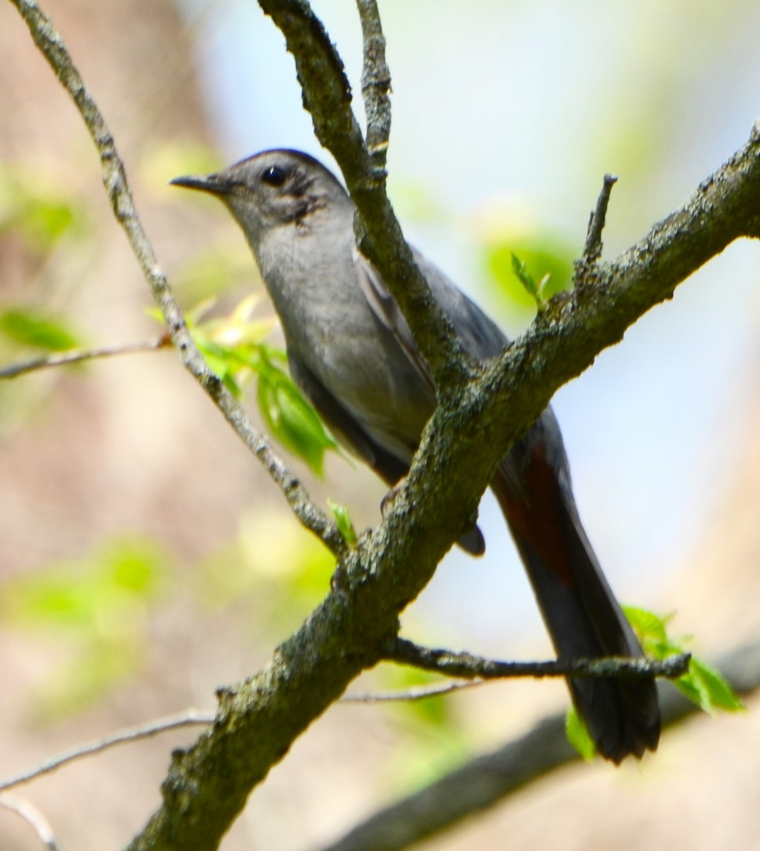 Gray Catbird - ML453456251