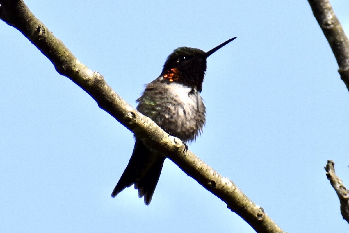 Ruby-throated Hummingbird - ML453456731