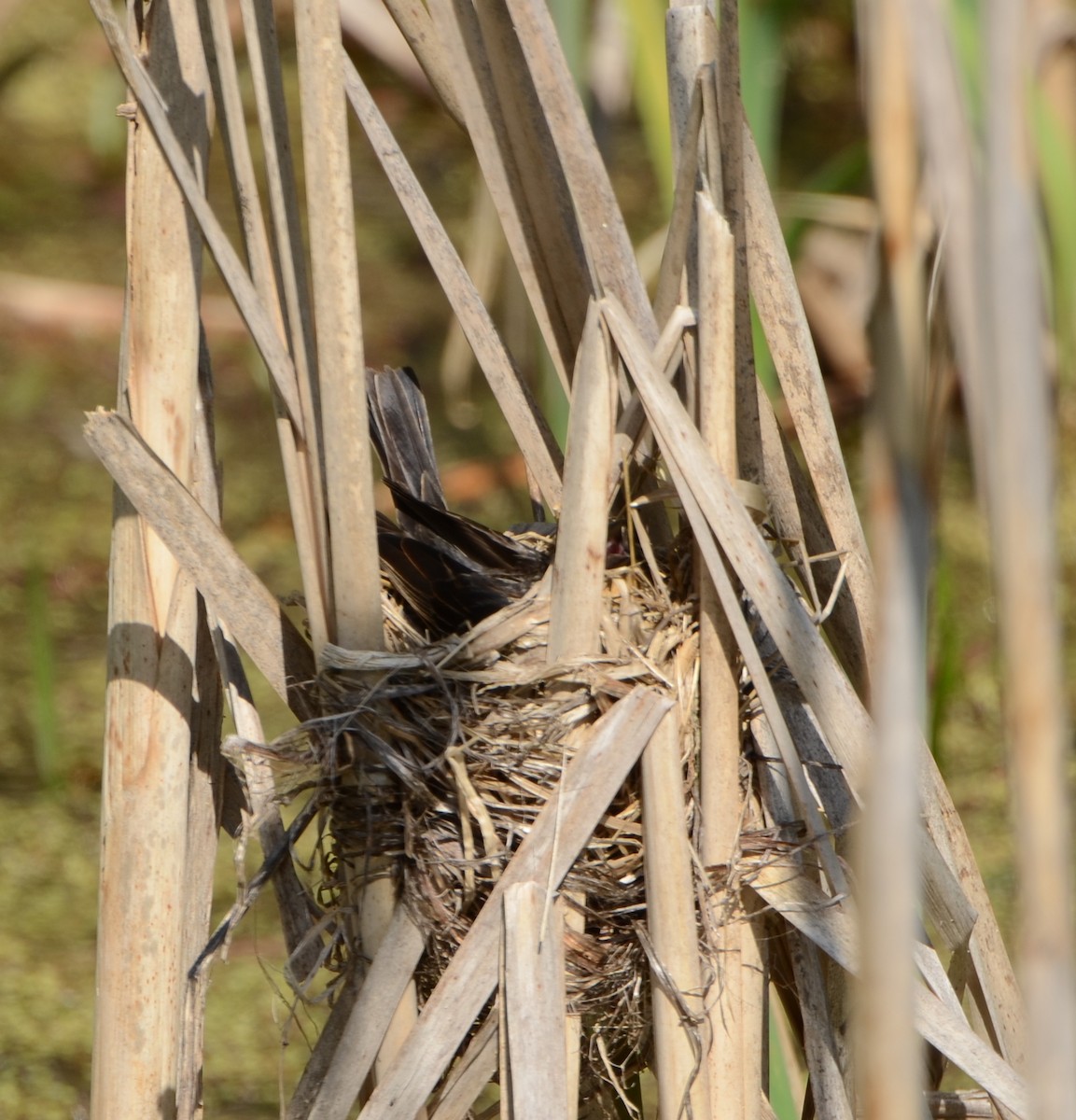 Red-winged Blackbird - ML453456981