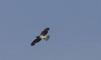 Broad-winged Hawk - ML453457051