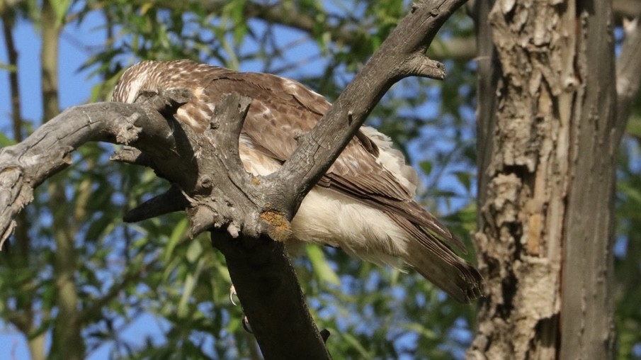 Broad-winged Hawk - ML453457111