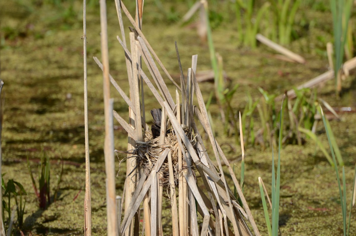 Red-winged Blackbird - ML453457121