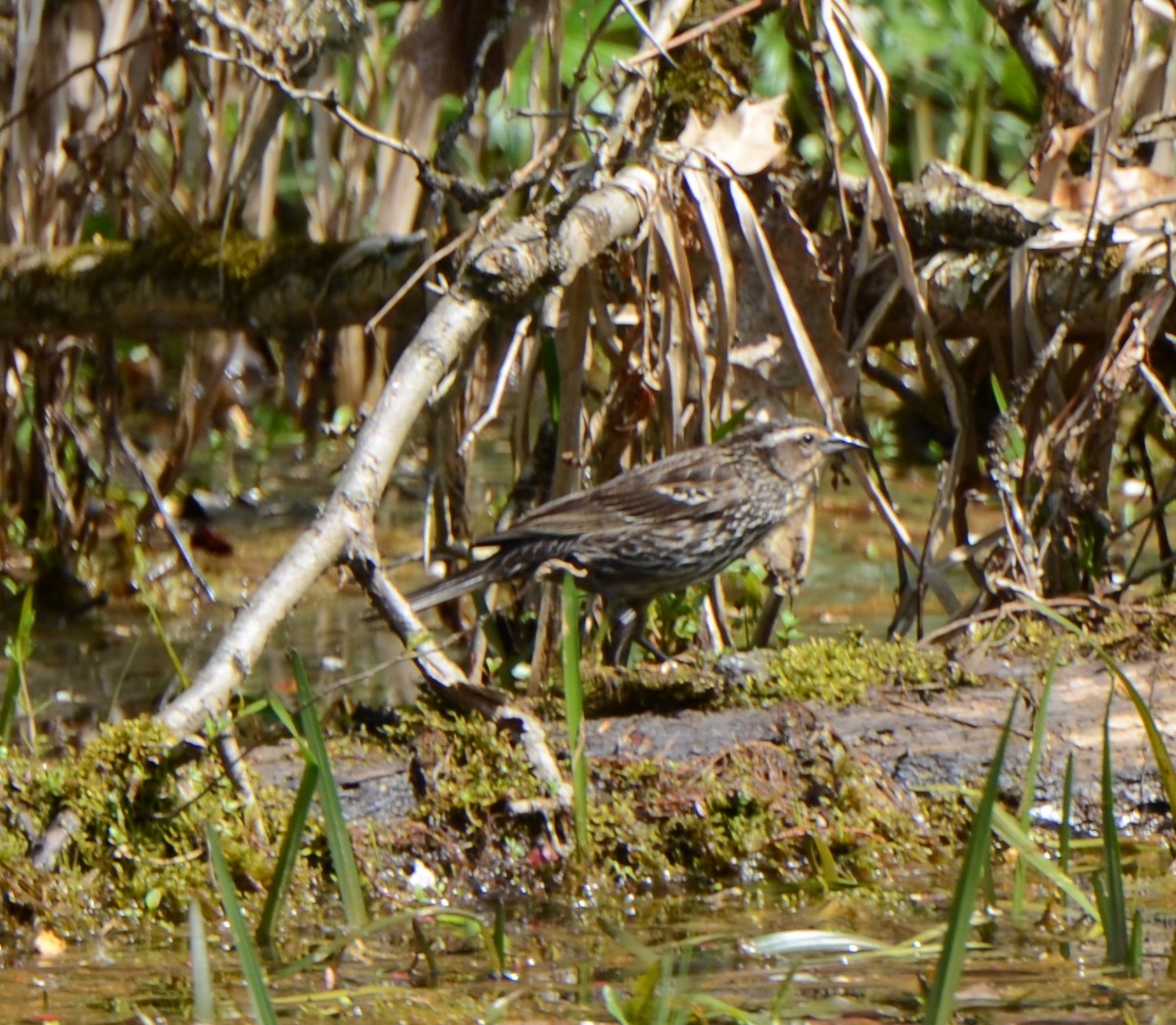 Red-winged Blackbird - ML453457321