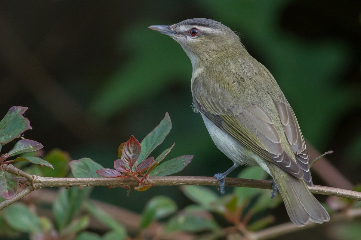 アカメモズモドキ - ML45345781