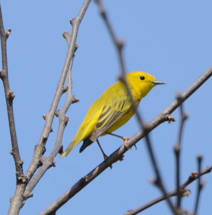 Yellow Warbler - ML453457821