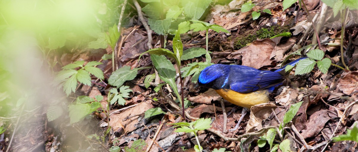 Fujian Niltava - Xingyu Li