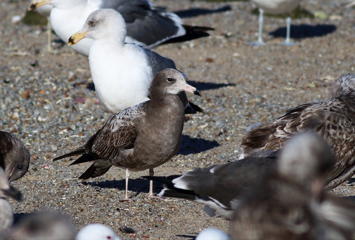 Black-tailed Gull - Paul Fenwick