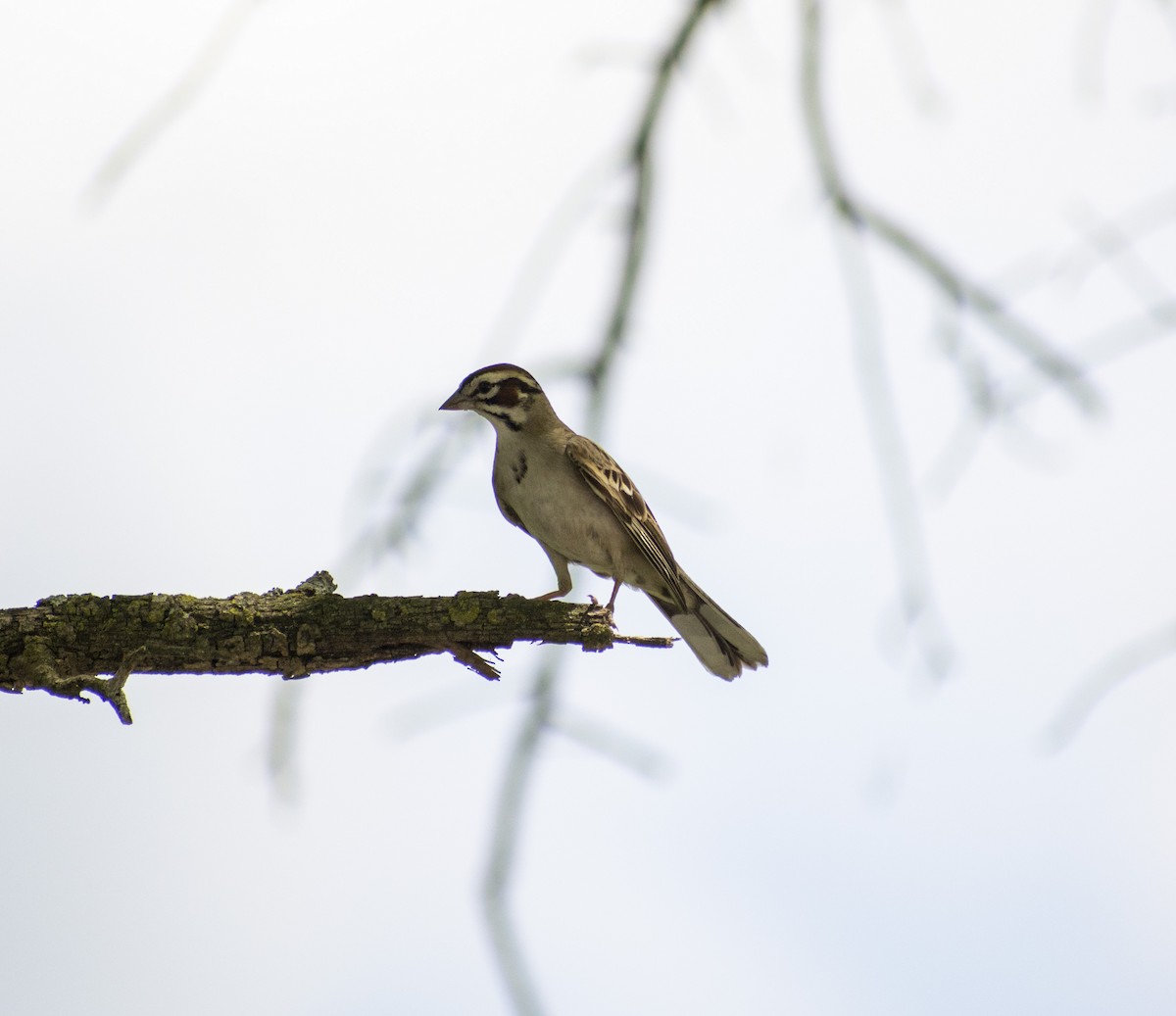 Lark Sparrow - ML453458851