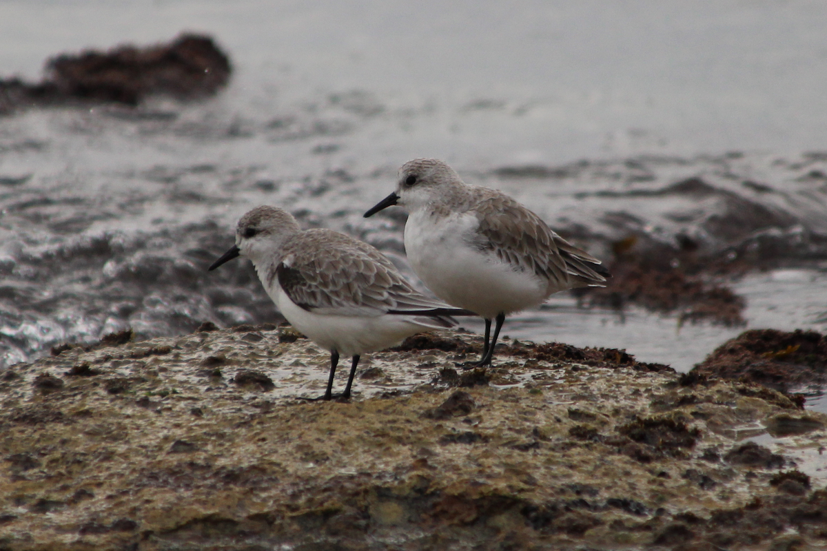 Sanderling - ML453459331