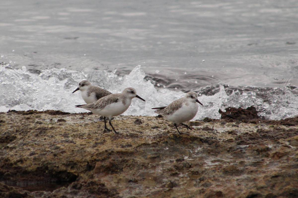 Sanderling - ML453459361